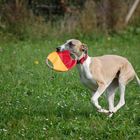 Whippet und die pure Lebensfreude