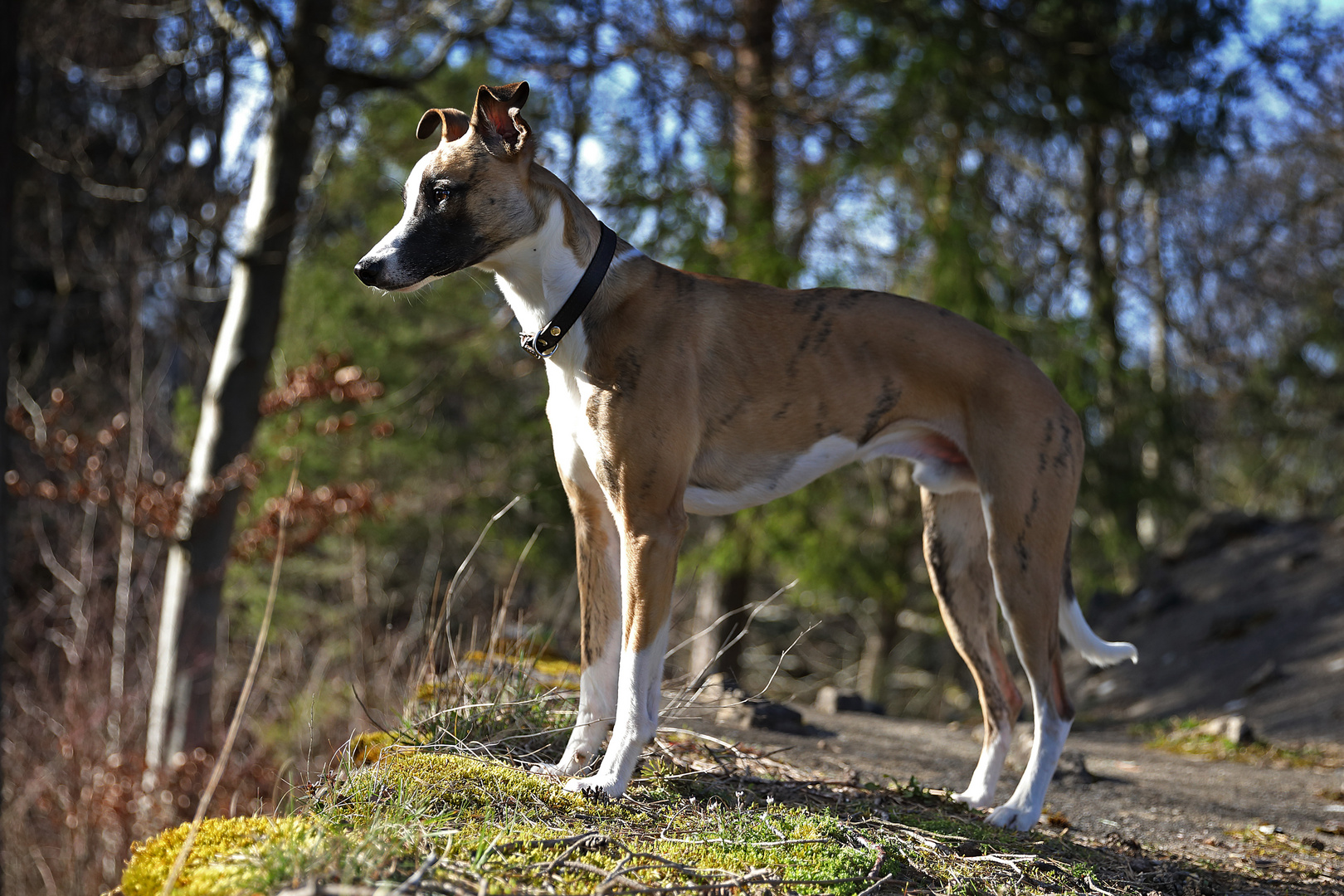 Whippet visits castle II