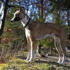 Whippet visits castle II