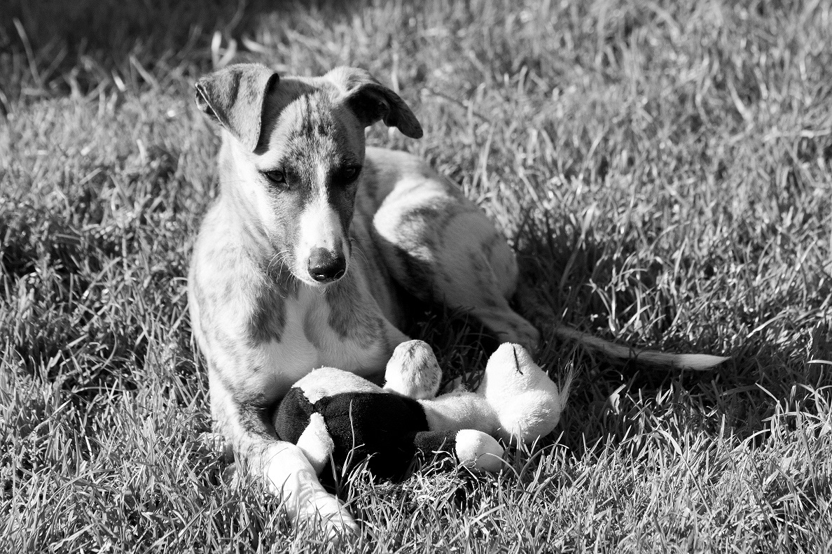 Whippet - Welpe Aidan