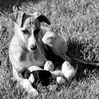 Whippet - Welpe Aidan