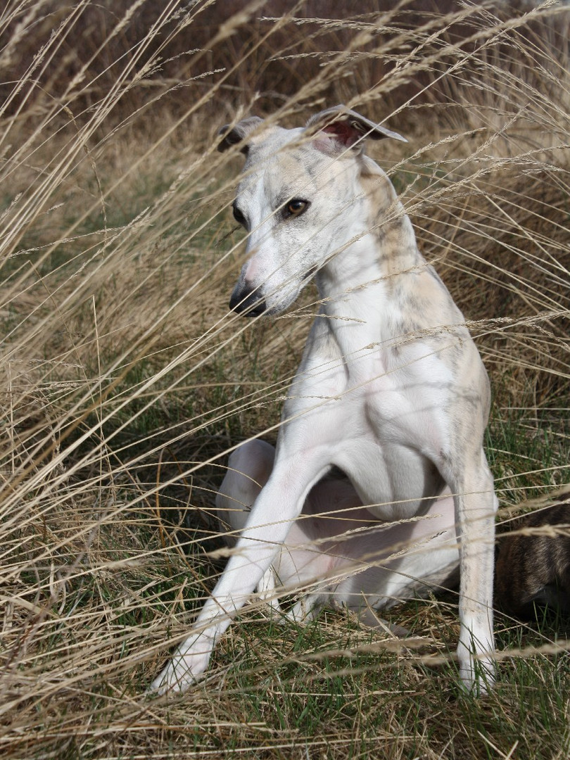 Whippet Wilma