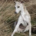 Whippet Wilma