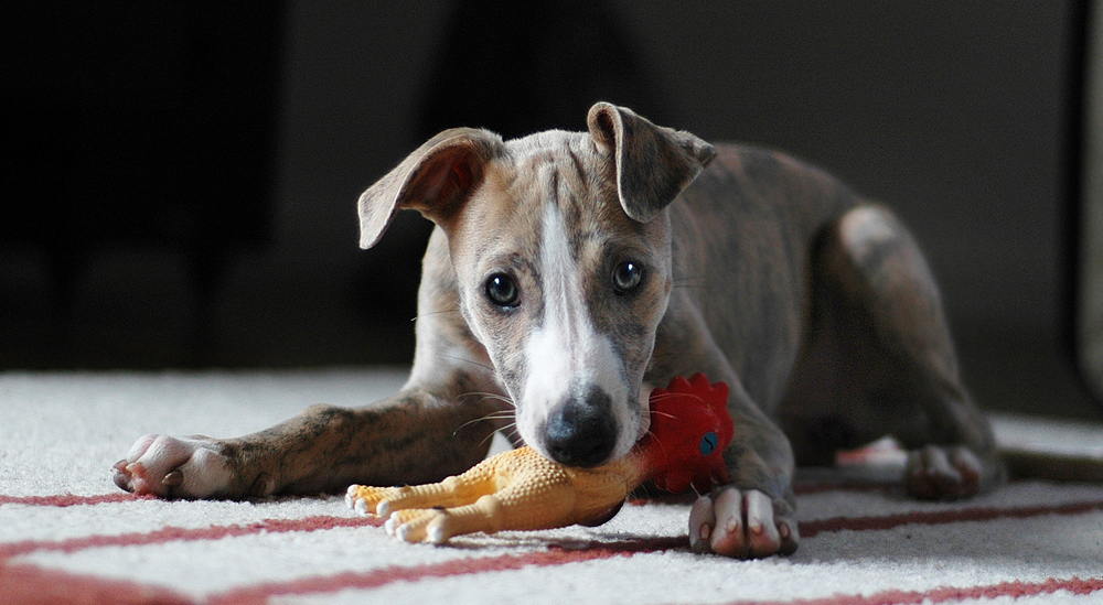 whippetbaby fiona…