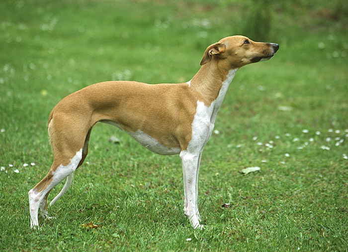 Whippet´s 003