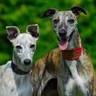 Whippets 2