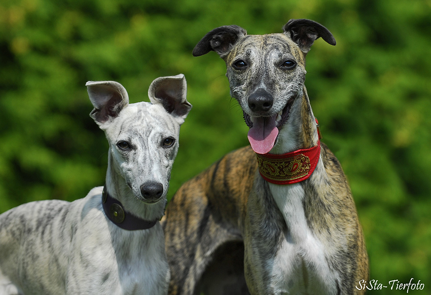 Whippets 2