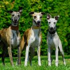 Whippets