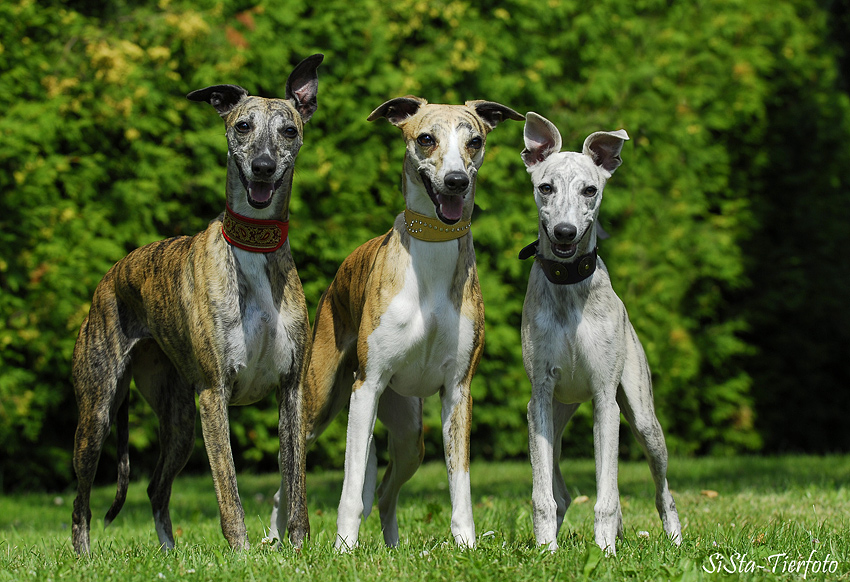 Whippets