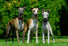 Whippets