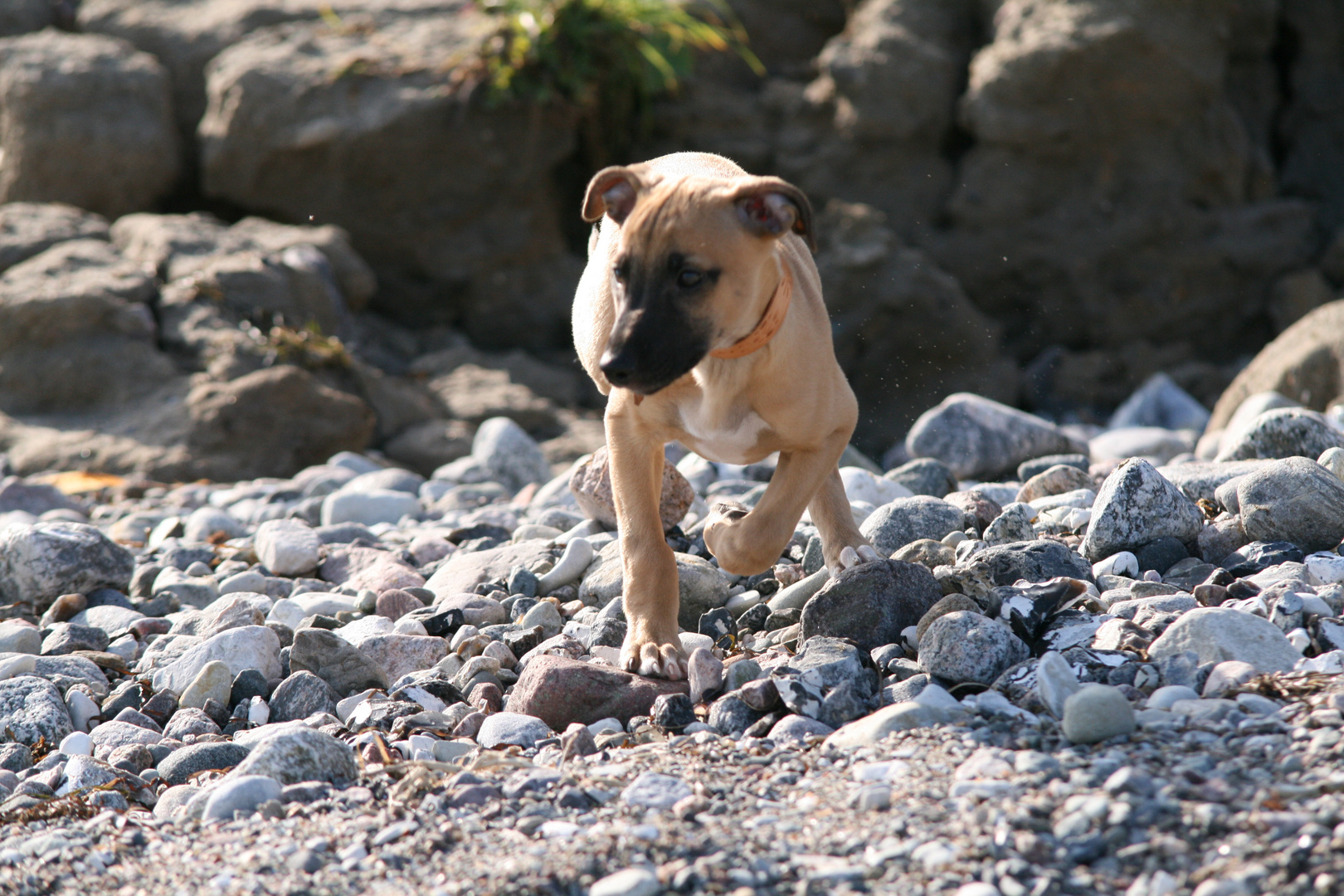 Whippetwelpe Duncan, sein erster Strandausflug Bild 2