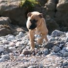 Whippetwelpe Duncan, sein erster Strandausflug Bild 2