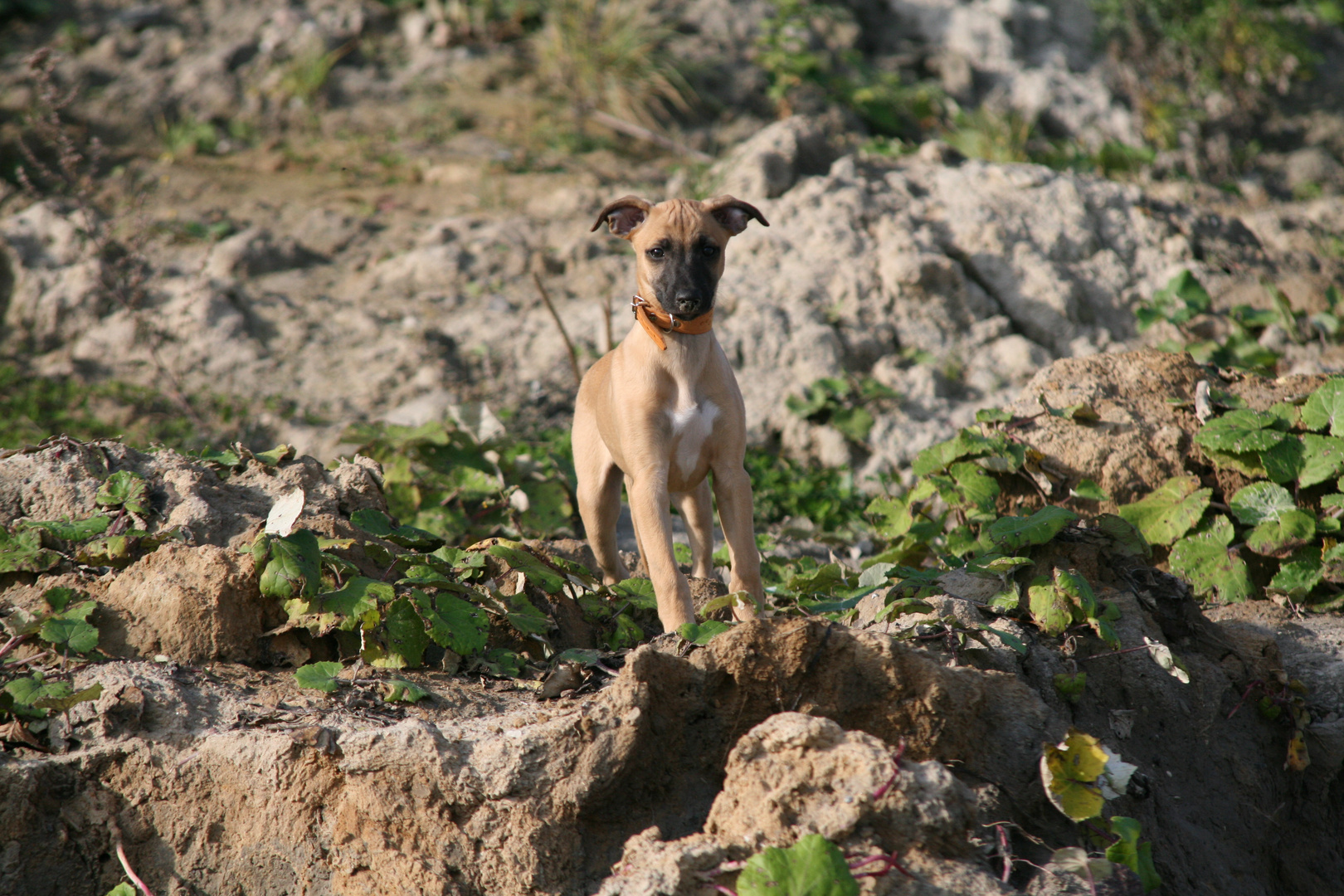 Whippetwelpe Duncan, sein erster Strandausflug Bild 3