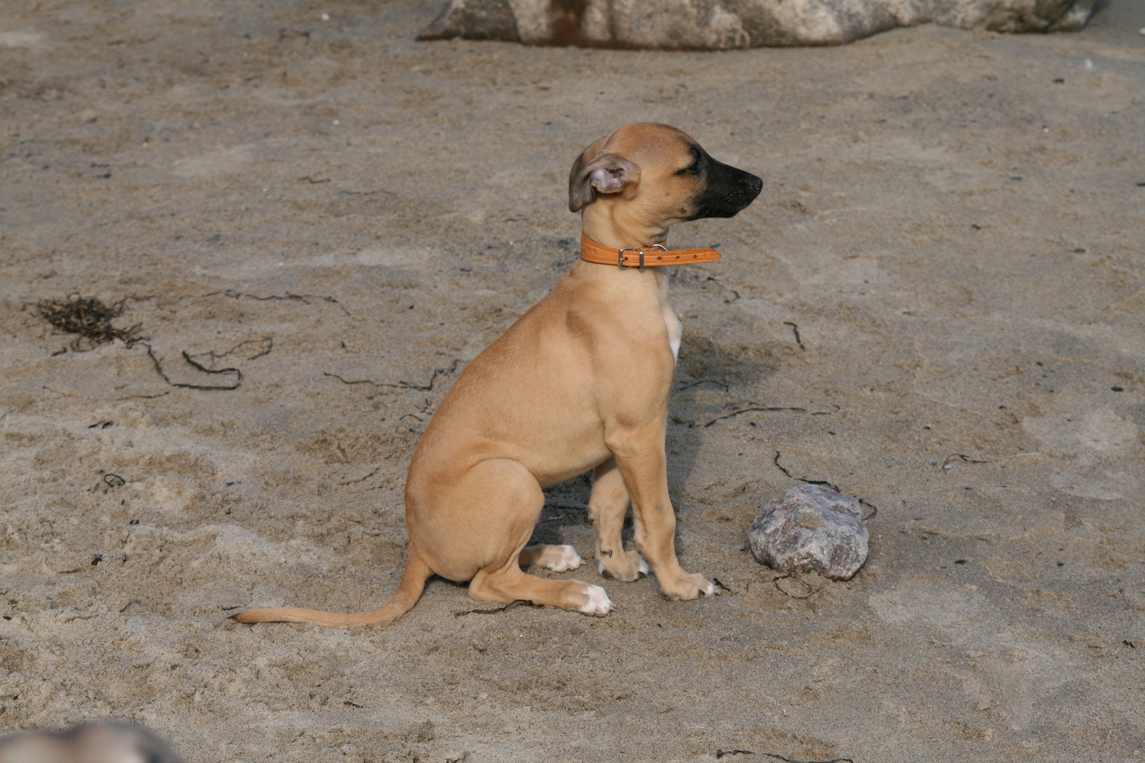 Whippetwelpe Duncan, sein erster Strandausflug Bild 4