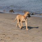 Whippetwelpe Duncan, sein erster Strandausflug