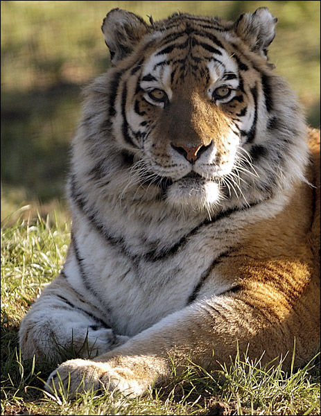 Whipsnade Animal Park #02