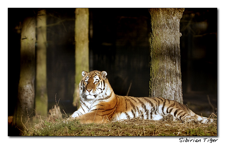 Whipsnade Animal Park #03