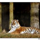 Whipsnade Animal Park #03