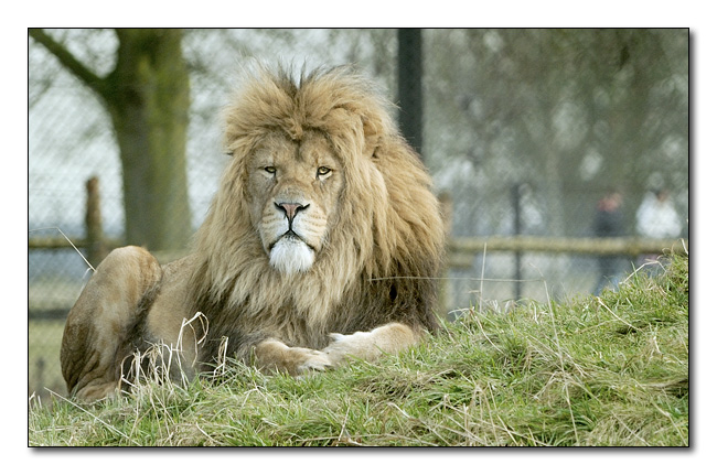 Whipsnade Animal Park #05