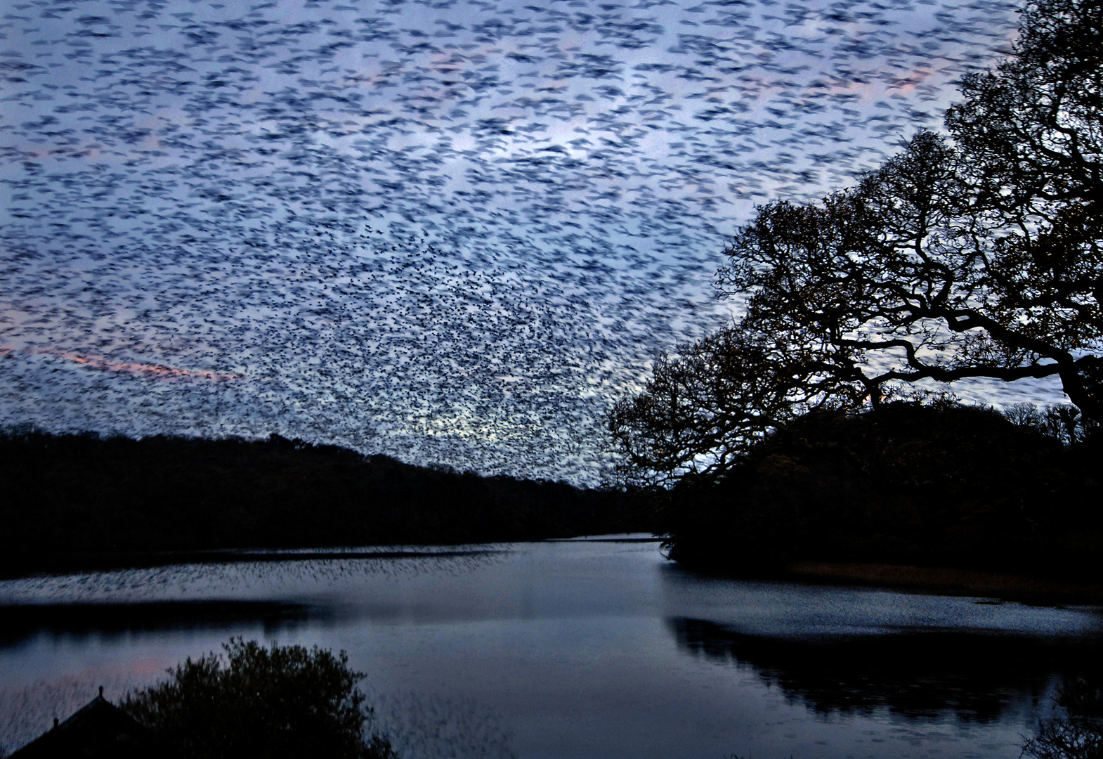 whirling starlings