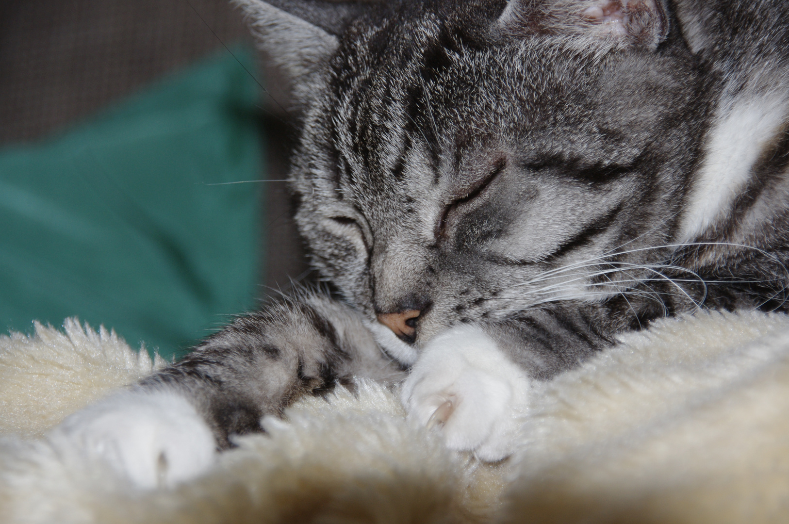 Whiskas Katze Foto Bild Tiere Haustiere Katzen Bilder Auf Fotocommunity