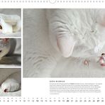 Whiskas Katzenkalender 2014