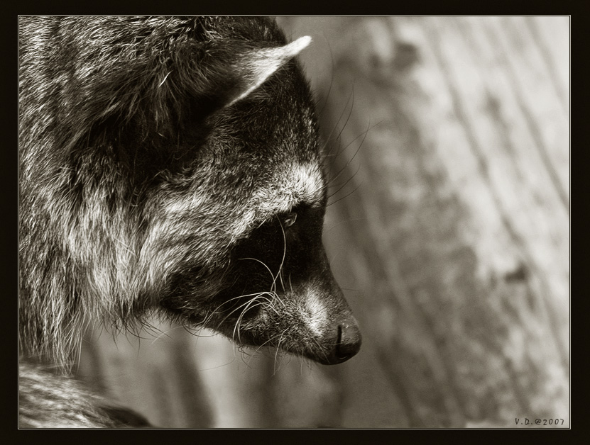 Whiskered Profile :-)