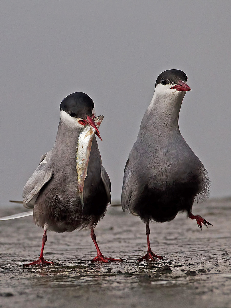 Whiskered Tern courtship