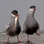 Whiskered Tern courtship