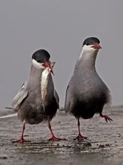 Whiskered Tern courtship