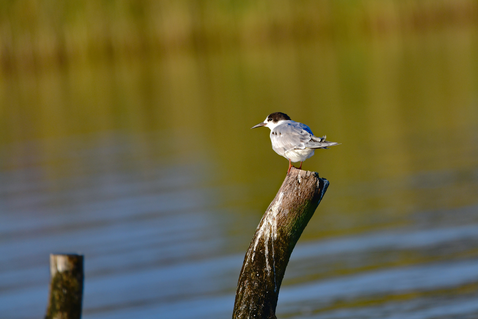 Whiskered Tern