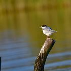 Whiskered Tern