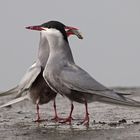 Whiskered Tern I