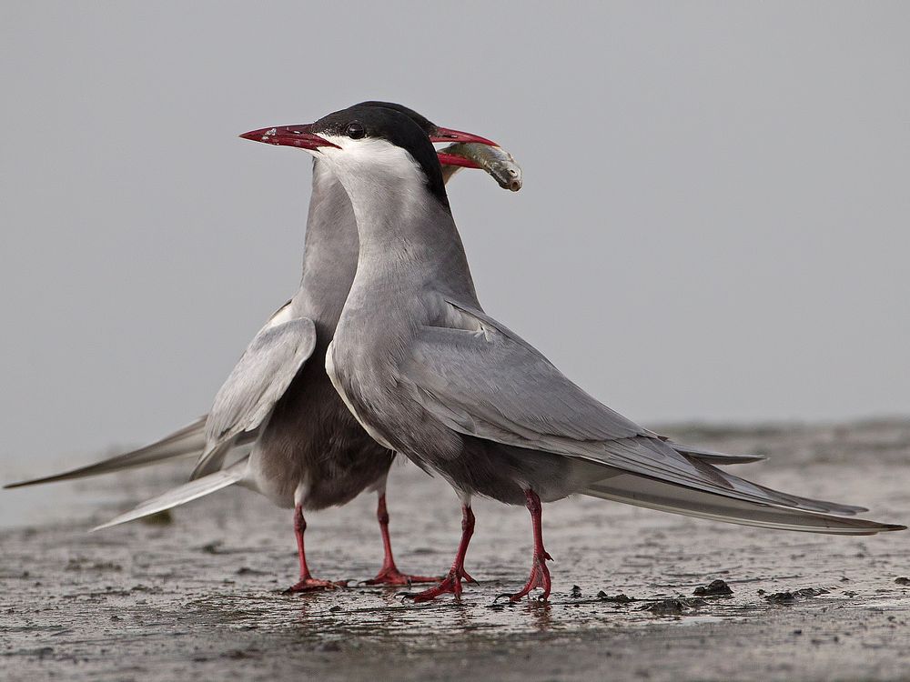 Whiskered Tern I