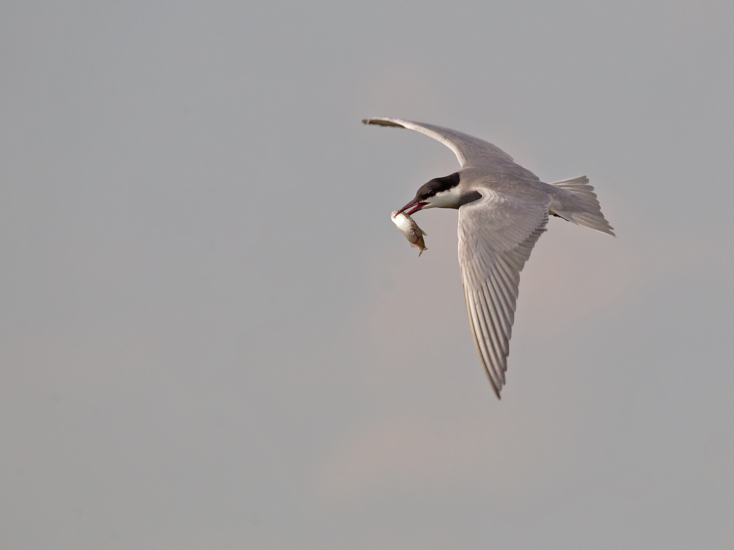 Whiskered Tern II