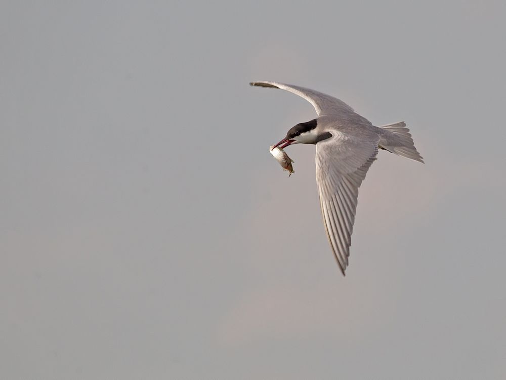 Whiskered Tern II