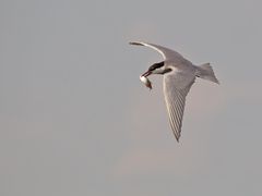 Whiskered Tern II