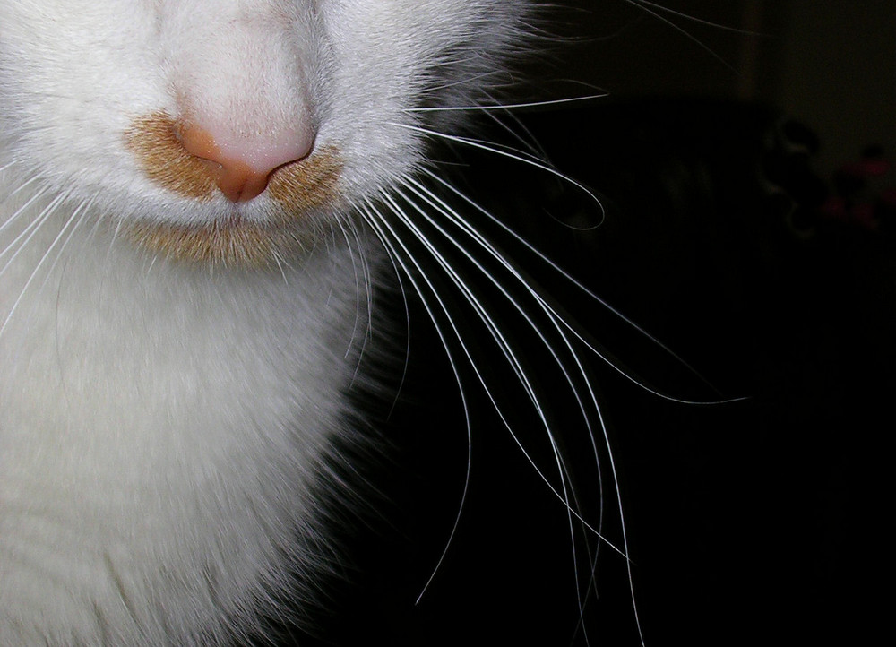 Whiskers