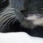 Whiskers