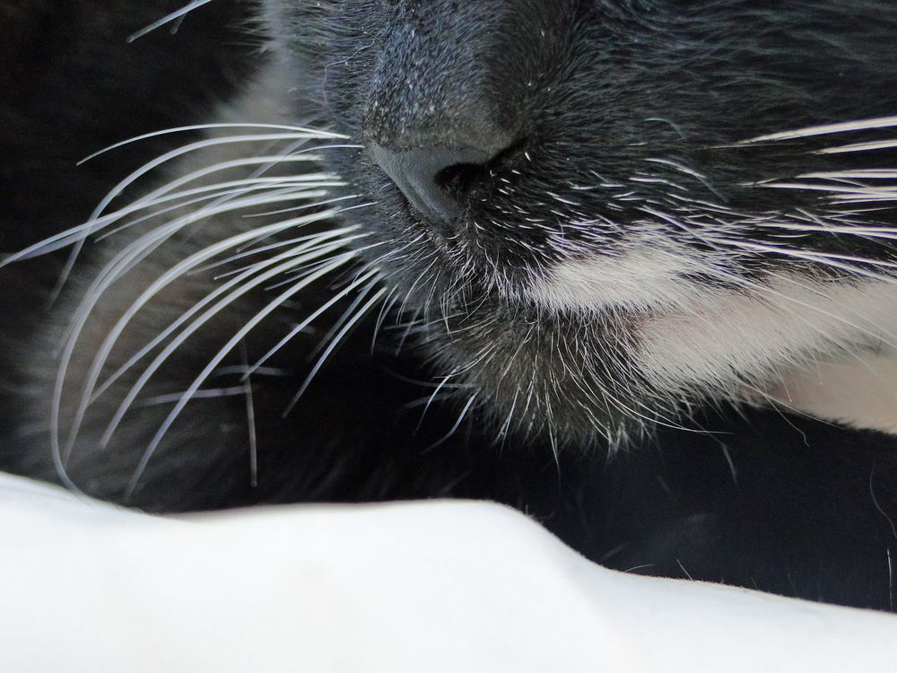 Whiskers