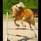 Whisky beim Freispringen