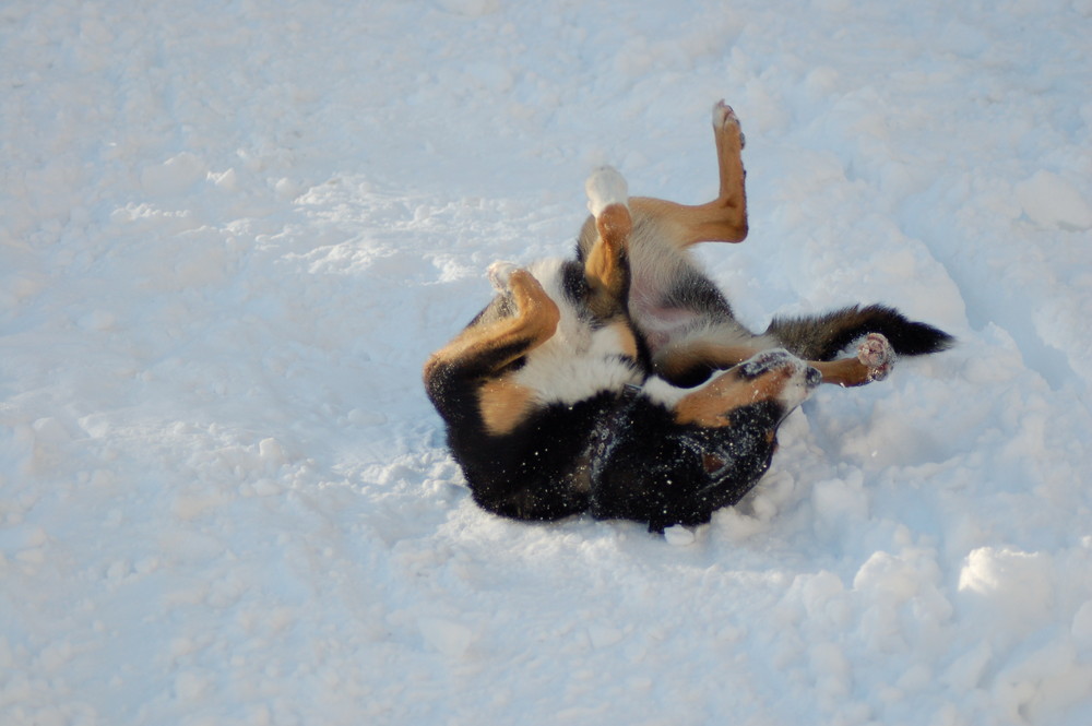 Whisky im Schnee 2