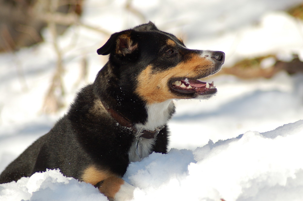 Whisky im Schnee 3