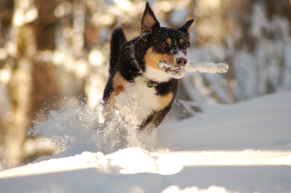 Whisky im Schnee 5