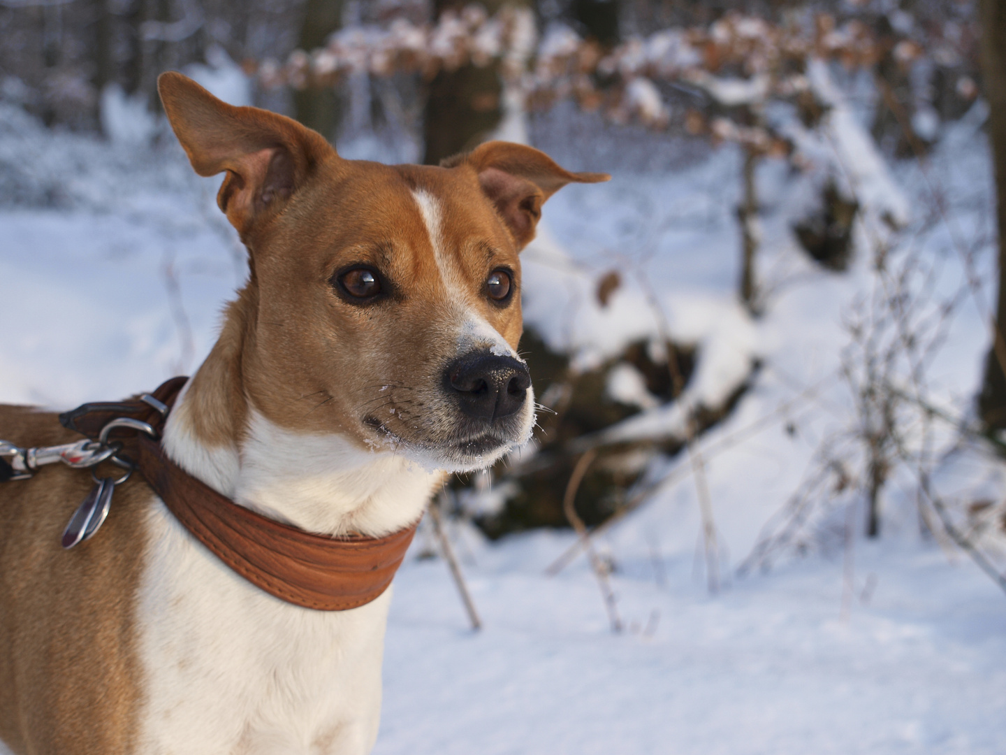 Whisky im Schnee