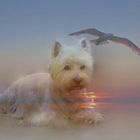 Whisky mein Westie