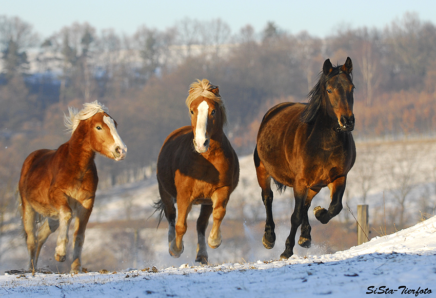 Whisper, Tarek und Lady