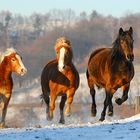 Whisper, Tarek und Lady