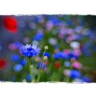 Whispering Cornflower