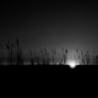 whispering marram grass 